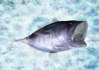 ニンテンドー3DS「Fish Eyes 3D」が2011年6月23日発売！ティザーサイトも公開中
