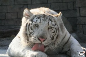 3DS「アニマルリゾート 動物園をつくろう！！」PV第1弾を公開＆東武動物公園とのコラボレーションが実現の画像9