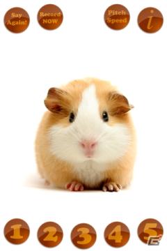 キュートな動物との会話を楽しもう！癒し系エンターテインメントアプリ「Smack Talk！（スマック トーク）」Gゲーに登場の画像2
