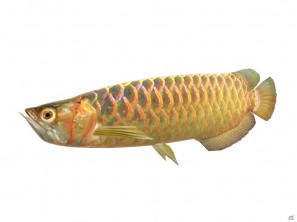 ようこそ、お魚パラダイスへ！Wii「ファミリーフィッシング」が2011年8月4日発売の画像24