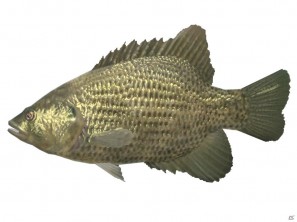 ようこそ、お魚パラダイスへ！Wii「ファミリーフィッシング」が2011年8月4日発売の画像39