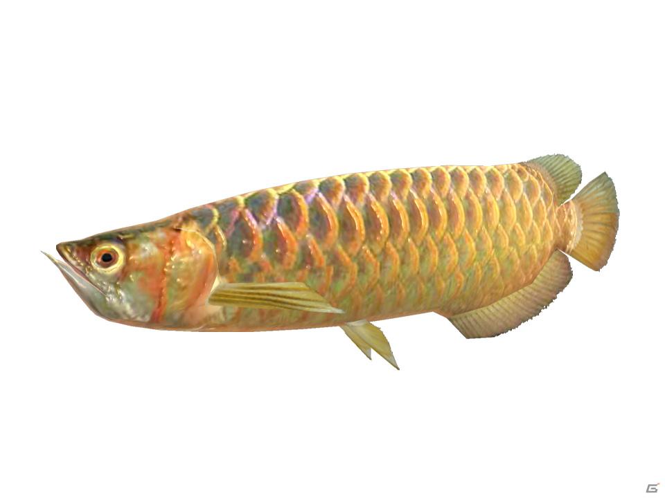 ようこそ、お魚パラダイスへ！Wii「ファミリーフィッシング」が2011年8月4日発売の画像24