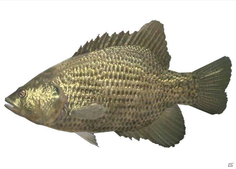 Wii「ファミリーフィッシング」、明日より第2回目のお魚「ロックバス」がネットワークに放流の画像1