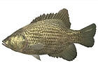 Wii「ファミリーフィッシング」、明日より第2回目のお魚「ロックバス」がネットワークに放流