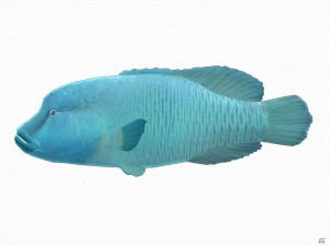 Wii「ファミリーフィッシング」10月5日より第3回目のお魚「ナポレオンフィッシュ」がネットワークに放流の画像1