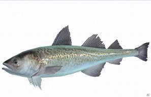 Wii「ファミリーフィッシング」11月9日より第4回目のお魚「スケトウダラ」がネットワークに放流の画像2