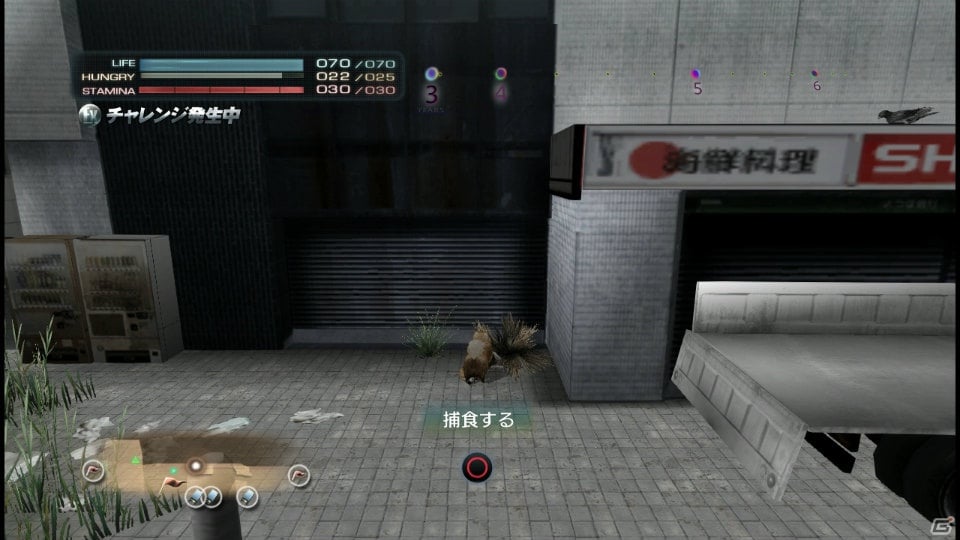 【サマゲー2012】PS3「TOKYO JUNGLE」人類が姿を消した東京で生き抜くサバイバルアクションを紹介！ポメだってテリアだってヒヨコだって凶暴なんだゾ！の画像120