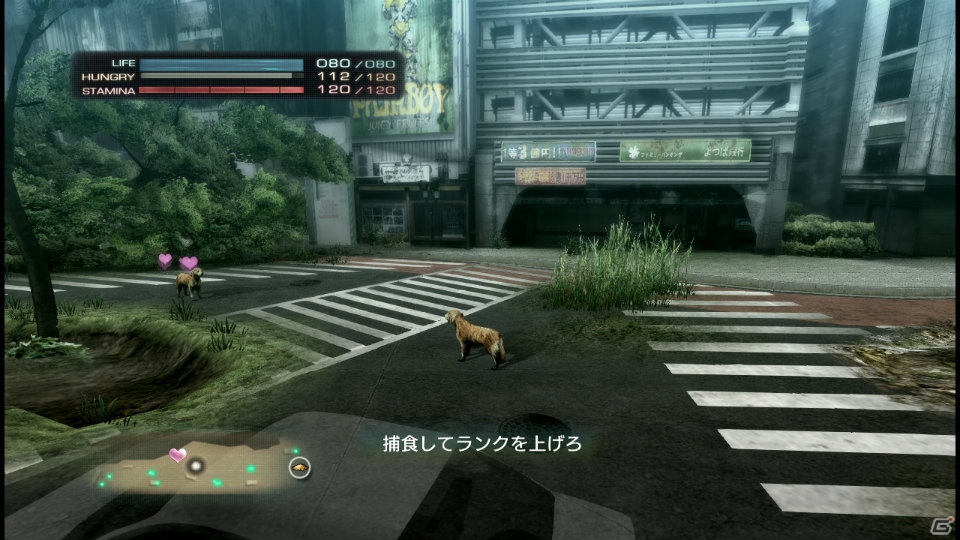 【サマゲー2012】PS3「TOKYO JUNGLE」人類が姿を消した東京で生き抜くサバイバルアクションを紹介！ポメだってテリアだってヒヨコだって凶暴なんだゾ！の画像87