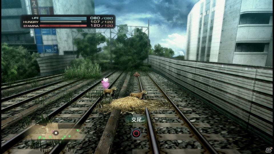 【サマゲー2012】PS3「TOKYO JUNGLE」人類が姿を消した東京で生き抜くサバイバルアクションを紹介！ポメだってテリアだってヒヨコだって凶暴なんだゾ！の画像94