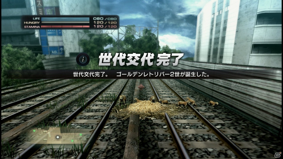 【サマゲー2012】PS3「TOKYO JUNGLE」人類が姿を消した東京で生き抜くサバイバルアクションを紹介！ポメだってテリアだってヒヨコだって凶暴なんだゾ！の画像95