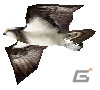 今度のターゲットは自由に大空を舞う「鳥」達だ！3DS「鷹狩王」公式サイト公開の画像48