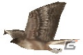 今度のターゲットは自由に大空を舞う「鳥」達だ！3DS「鷹狩王」公式サイト公開の画像50