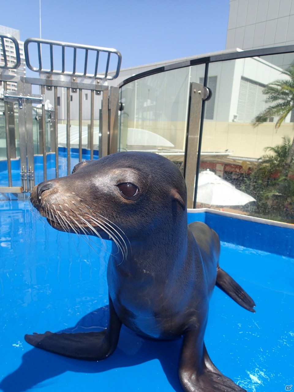 「LINE EASY DIVER」アシカの「パコちゃん」が手に入るサンシャイン水族館とのコラボレーションスタートの画像2