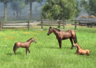 PS3/PS Vita/PC「Winning Post 8」シリーズ初となる3Dで表現された牧場づくりについて紹介