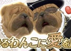 iOS/Android「てのひらワンコ」わんこたちの結婚を支援する「ジューンブライド」キャンペーンが実施