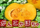 iOS/Android「畑っぴ～里山くらし～」交換作物に北海道産「がんこかぼちゃ」が登場！かぼちゃにちなんだハロウィンイベントも開催