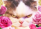 実際の猫の写真と鳴き声を使った音ゲーが登場！iOS「にゃお～ん天国」が配信