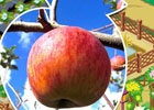 iOS/Android「畑っぴ～里山くらし～」ゲーム内で栽培して本物の”奇跡のりんご”をもらおう！イベント「“奇跡のりんご”って知ってる？！」が開催