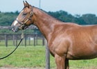 AC「StarHorse3」実競馬の馬名を募集―「みんなで愛馬を応援しようキャンペーン」第2弾が実施！