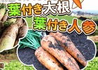 iOS/Android「畑っぴ～里山くらし～」交換作物に「葉付き大根」「葉付き人参」が追加―三浦半島で育てられた今が旬の冬野菜