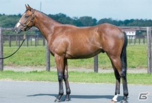 「StarHorse3」みんなで愛馬を応援しようキャンペーン第2弾結果発表―愛馬名は「サトノランビリス」に決定！の画像1