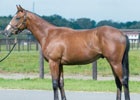 「StarHorse3」みんなで愛馬を応援しようキャンペーン第2弾結果発表―愛馬名は「サトノランビリス」に決定！