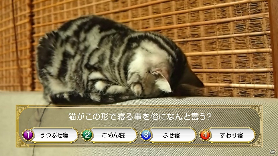 iOS/Android「クイズRPG 魔法使いと黒猫のウィズ」猫たちの愛らしい姿に注目のTVCM「ごめん寝編」＆「起きたら編」が3月5日より放映！の画像2