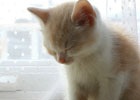iOS/Android「クイズRPG 魔法使いと黒猫のウィズ」猫たちの愛らしい姿に注目のTVCM「ごめん寝編」＆「起きたら編」が3月5日より放映！