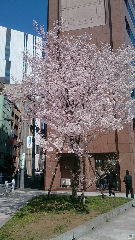 桜の季節がやってきました―編集部通信（2015年3月28日号）の画像1