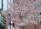 桜の季節がやってきました―編集部通信（2015年3月28日号）