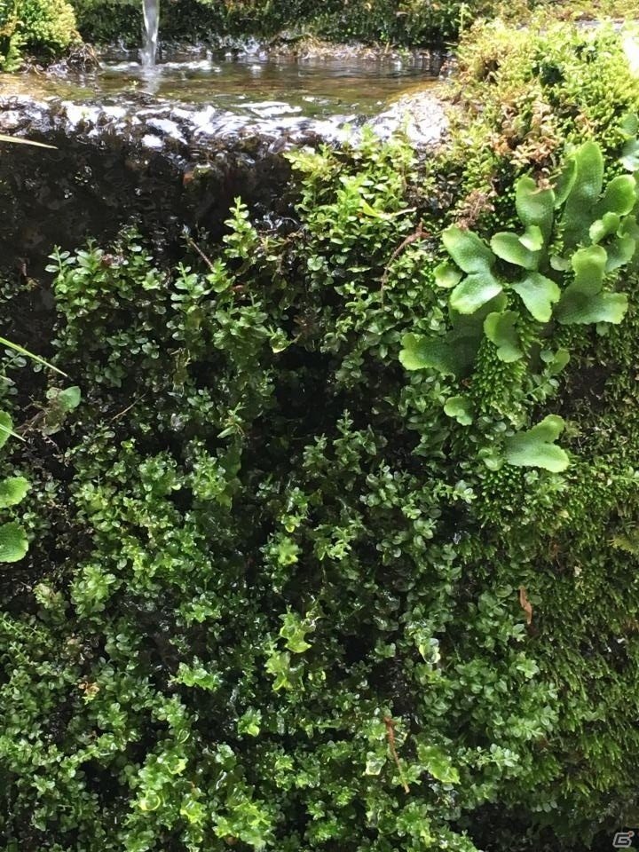 京都・三千院で癒やされてきました―編集部通信（2016年5月14日号）の画像4