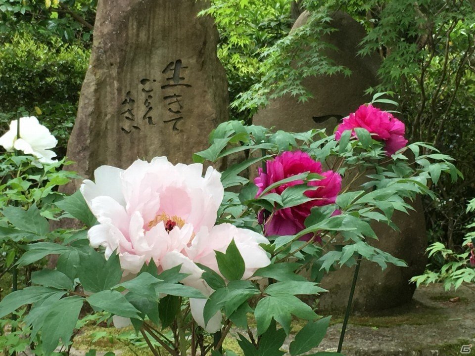 京都・三千院で癒やされてきました―編集部通信（2016年5月14日号）の画像7