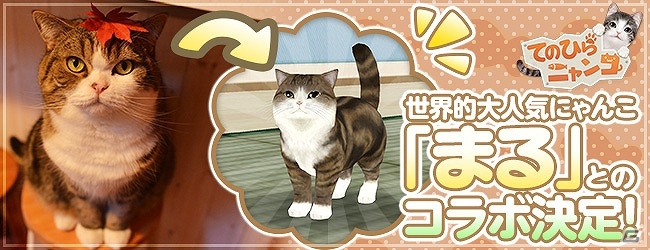 iOS/Android「てのひらニャンコ」動画“特訓するねこ”などでお馴染みの“まる”とのコラボレーションが実施！の画像1
