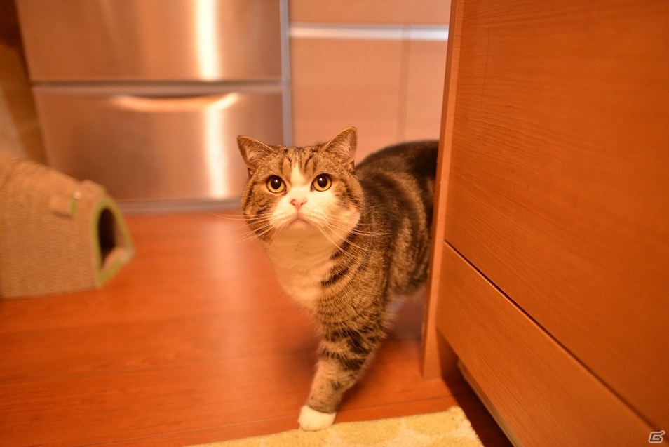 iOS/Android「てのひらニャンコ」動画“特訓するねこ”などでお馴染みの“まる”とのコラボレーションが実施！の画像2