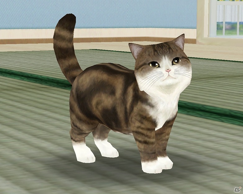 iOS/Android「てのひらニャンコ」動画“特訓するねこ”などでお馴染みの“まる”とのコラボレーションが実施！の画像4