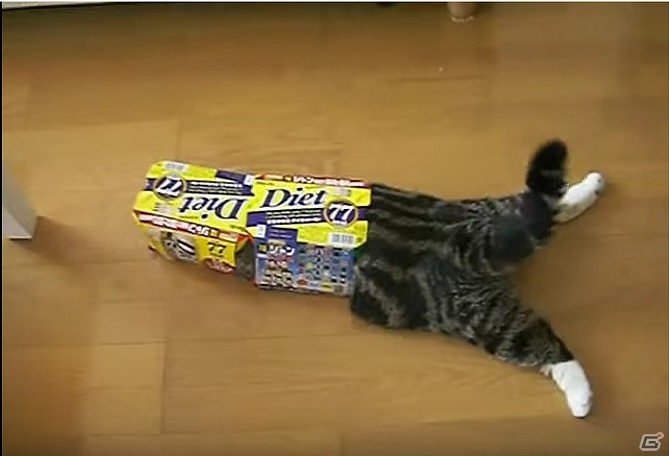 iOS/Android「てのひらニャンコ」動画“特訓するねこ”などでお馴染みの“まる”とのコラボレーションが実施！の画像6