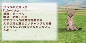 にゃんこ育成シミュレーション「てのひらニャンコ」iOS版が配信開始！レアにゃんこの獲得方法も公開の画像13