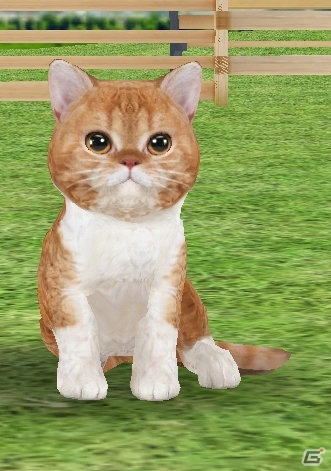 にゃんこ育成シミュレーション「てのひらニャンコ」iOS版が配信開始！レアにゃんこの獲得方法も公開の画像6