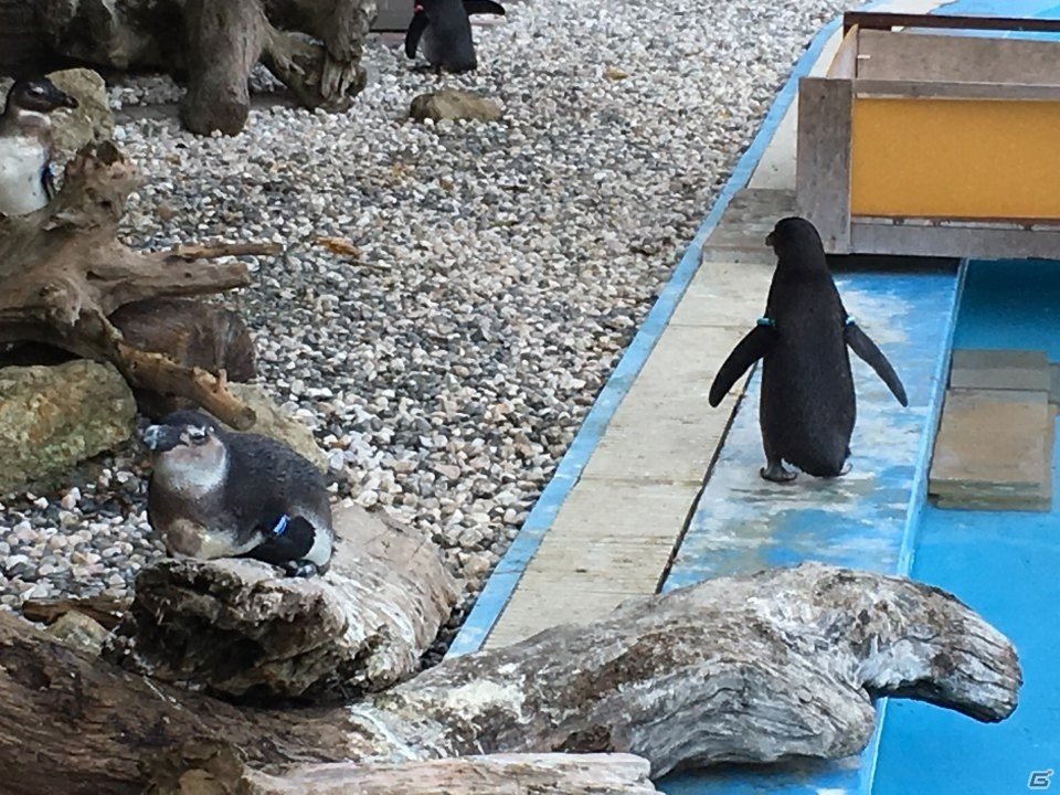 沼津は内浦に行ってきました―編集部通信（2016年11月12日号）の画像4