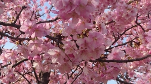 2月の桜を紹介します―編集部通信（2017年4月8日号）の画像1