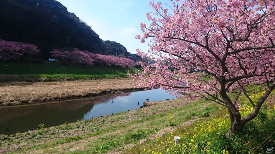 2月の桜を紹介します―編集部通信（2017年4月8日号）の画像2