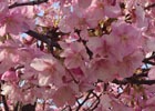 2月の桜を紹介します―編集部通信（2017年4月8日号）