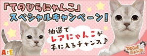 iOS/Android「てのひらニャンコ」ダイヤを購入すると学校のお茶目さん「エイジアン」がもらえるキャンペーンが開催！の画像1
