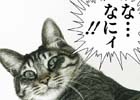 iOS/Android「キャプテン翼 ～たたかえドリームチーム～」にて名シーンを再現することができるフォトフレームが配信！