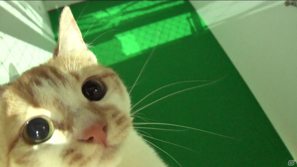 猫がついに十二支入り！？「モンスターストライク」リアル動物レース「超・獣神祭 十二支再競争」が実施の画像3
