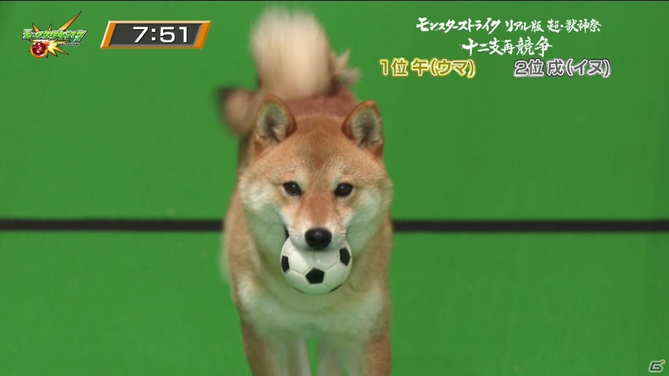 猫がついに十二支入り！？「モンスターストライク」リアル動物レース「超・獣神祭 十二支再競争」が実施の画像9