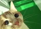 猫がついに十二支入り！？「モンスターストライク」リアル動物レース「超・獣神祭 十二支再競争」が実施