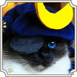猫ちゃん達の写真を使用した、初の実写カードが登場！猫カフェ「MoCHA」×「のぶニャがの野望」コラボがスタートの画像6