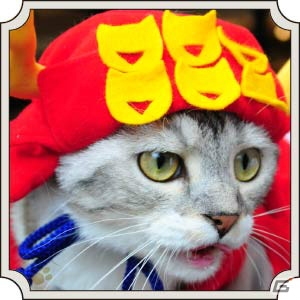 猫ちゃん達の写真を使用した、初の実写カードが登場！猫カフェ「MoCHA」×「のぶニャがの野望」コラボがスタートの画像7