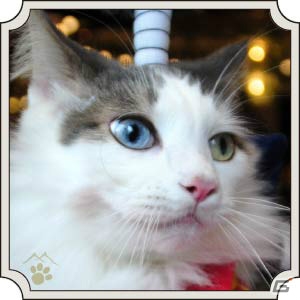 猫ちゃん達の写真を使用した、初の実写カードが登場！猫カフェ「MoCHA」×「のぶニャがの野望」コラボがスタートの画像8